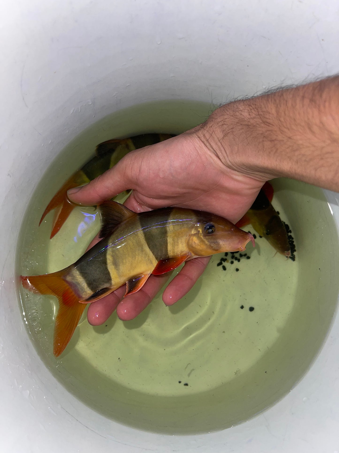 Clown Loach (Chromobotia Macracanthus)