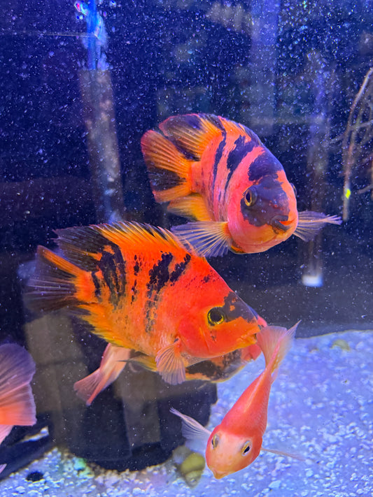 Tiger Ingot Parrot