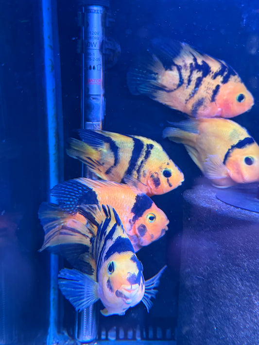 Yellow Tiger Parrot Ingot