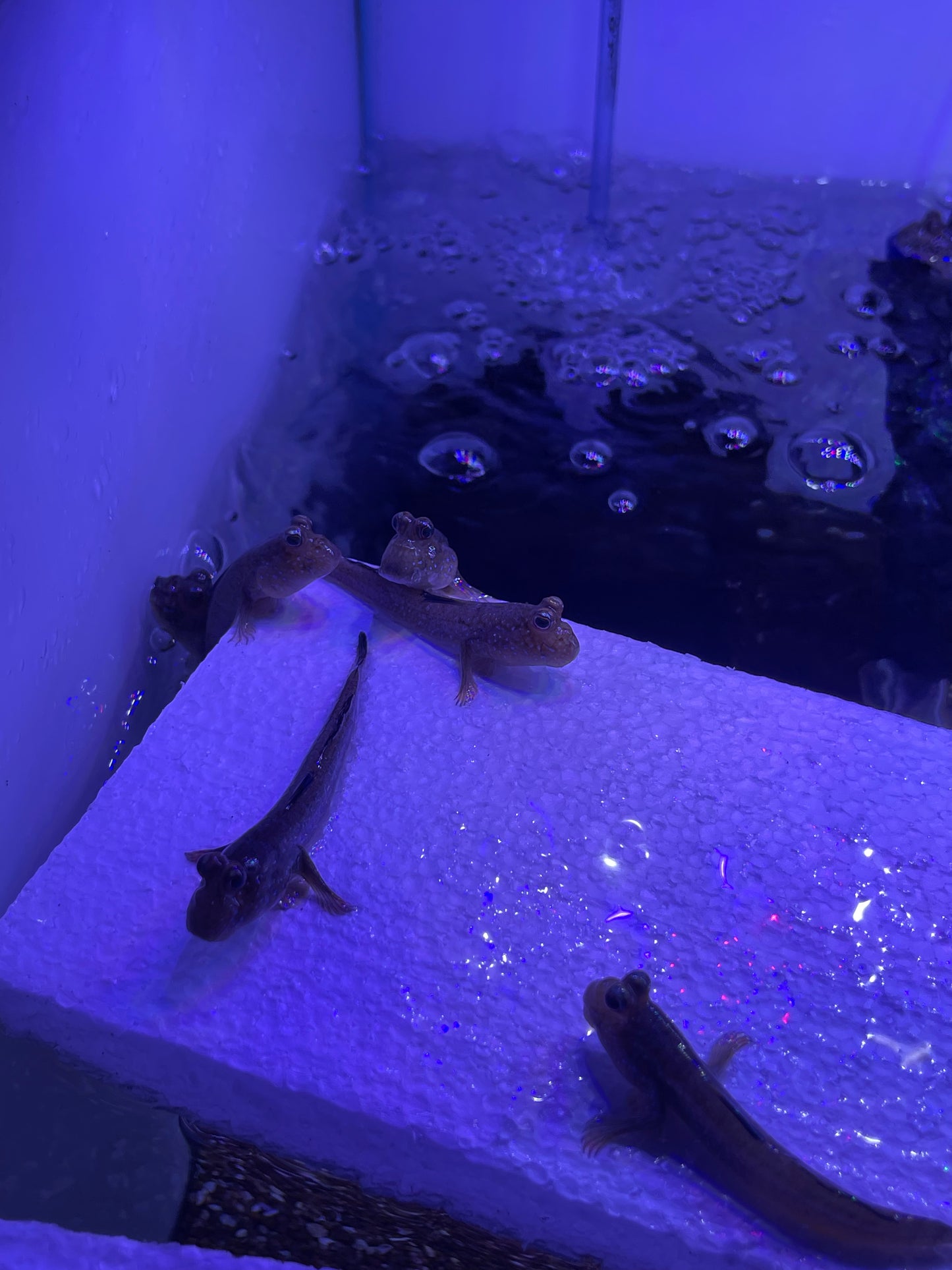 Atlantic mudskipper (Periophthalmus barbarus)