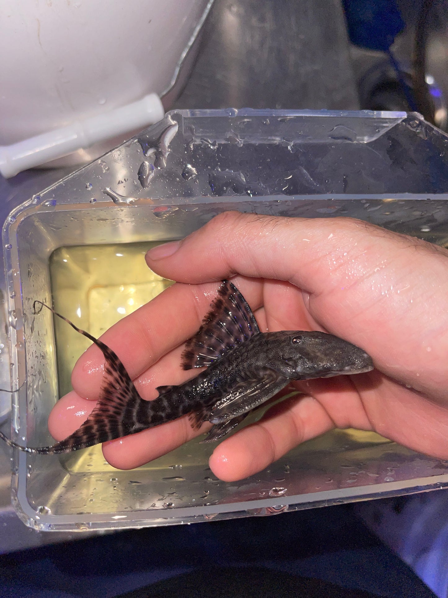Pleco L351 Sacha Mama