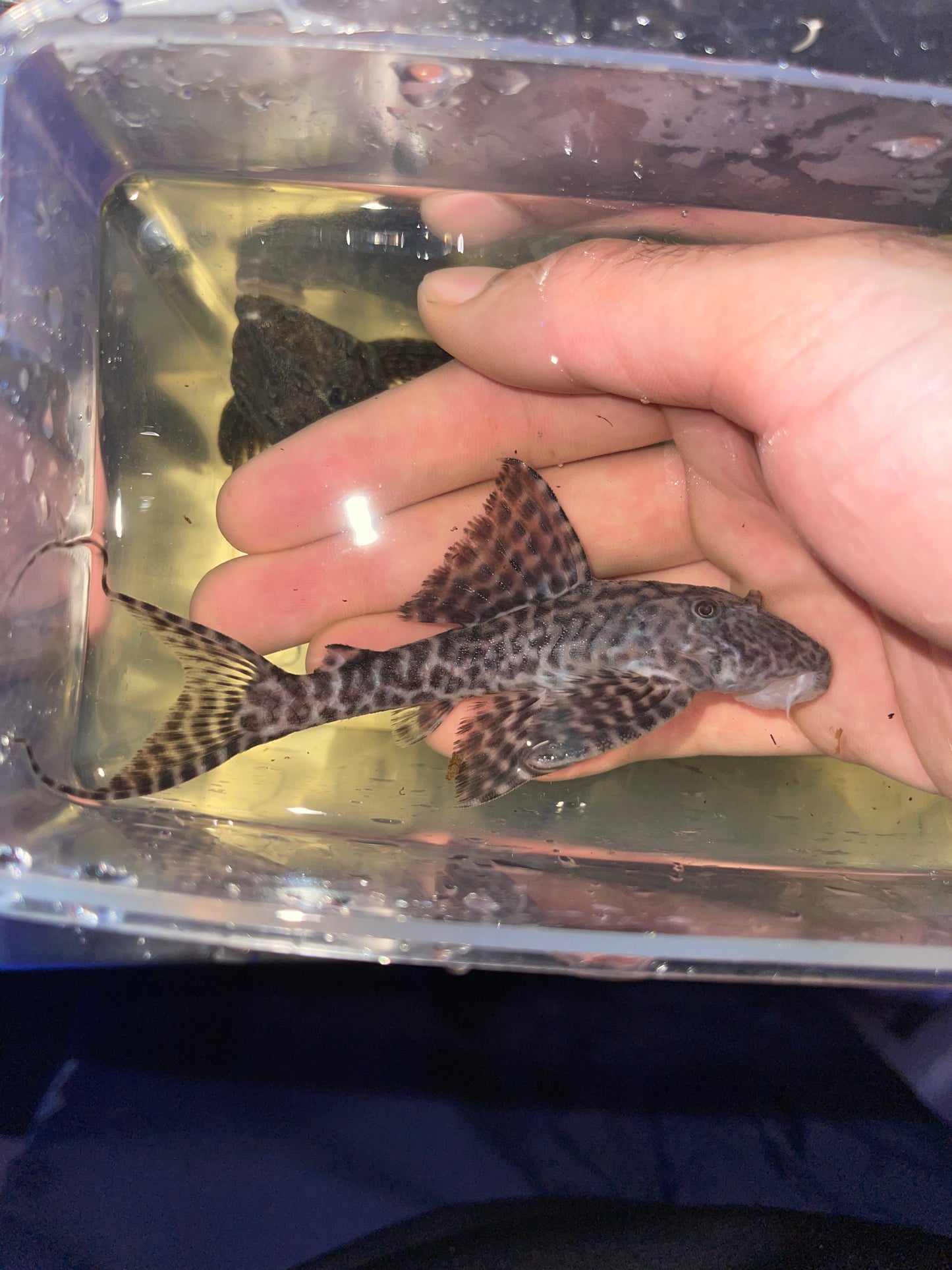 Pleco L351 Sacha Mama
