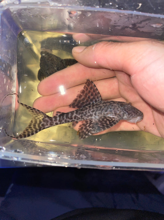 Pleco L351 Sacha Mama