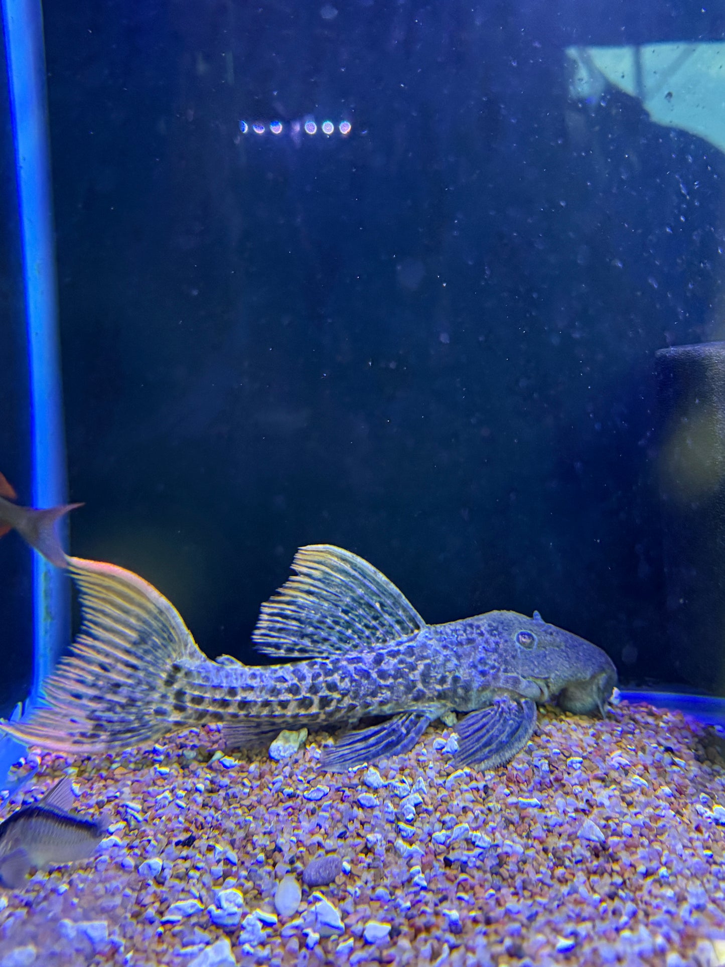 L273 Titanic Pleco (Pseudacanthicus sp. L273)