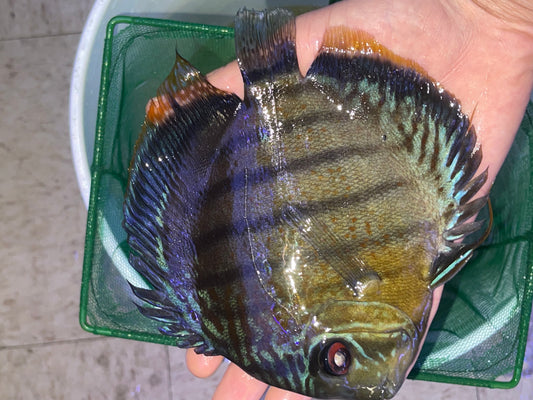 Peruvian Blue Semi Spot Red Eye Discus