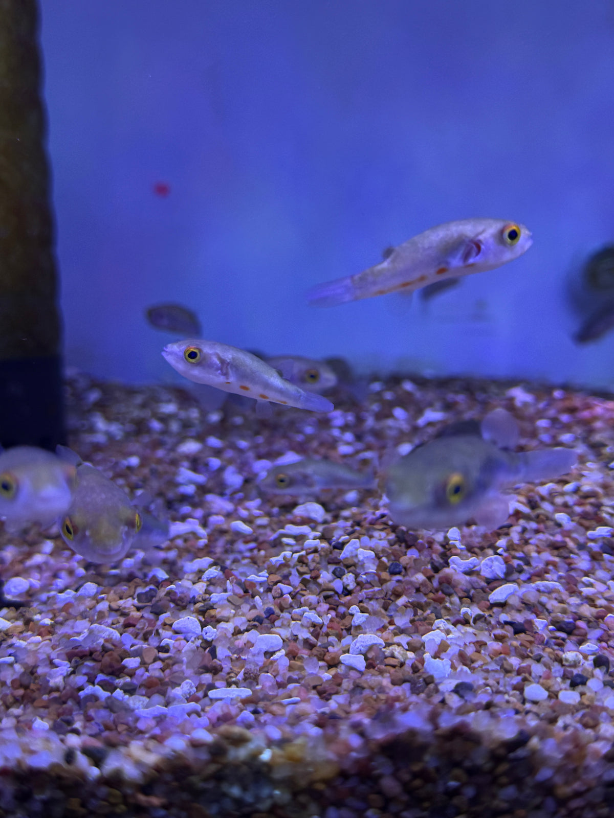 Samurai Puffer (Dichotomyctere erythrotaenia)