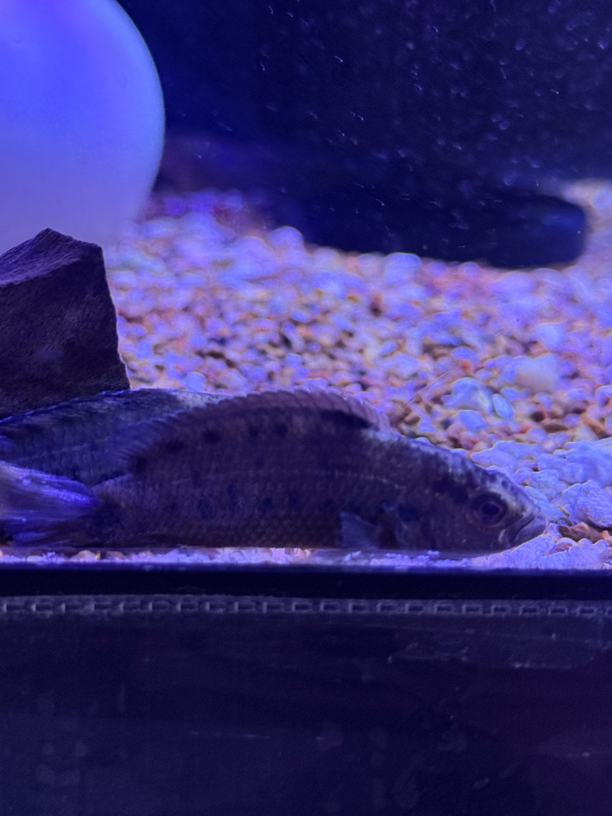 Jeweled Bluespot Badis (Badis assamensis)