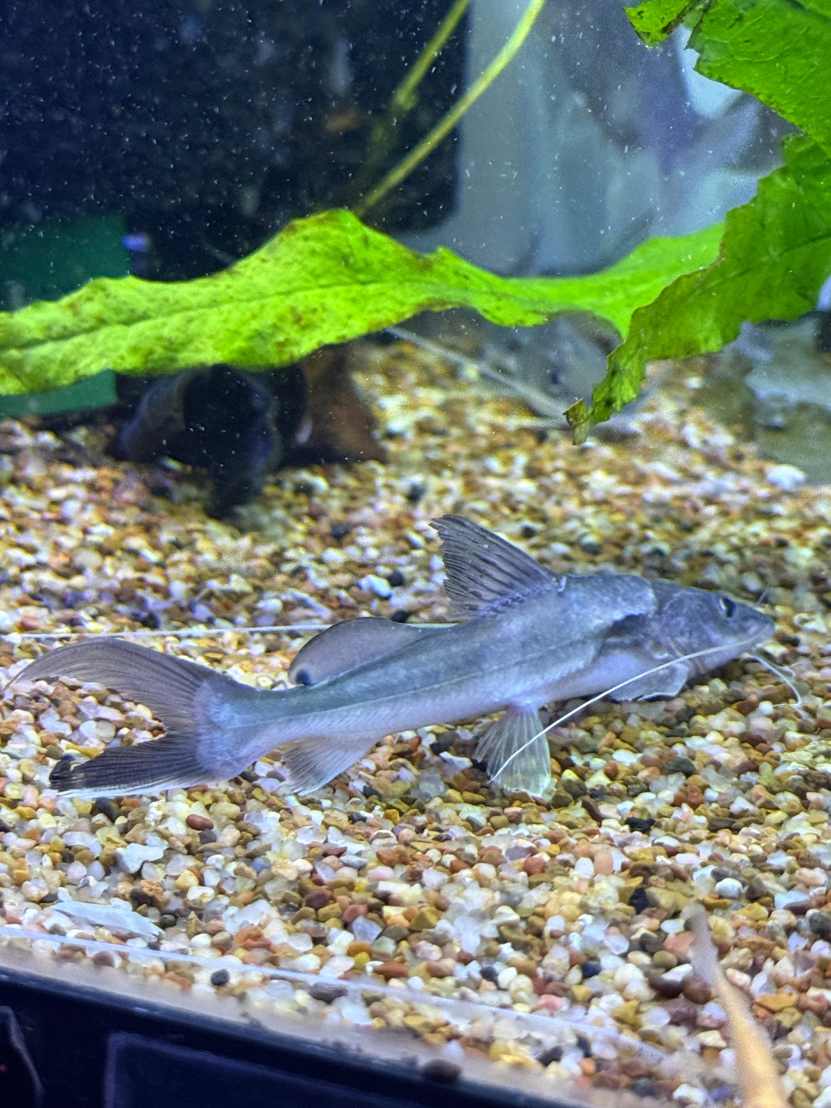 Sperata aor Indian Shovelnose Catfish
