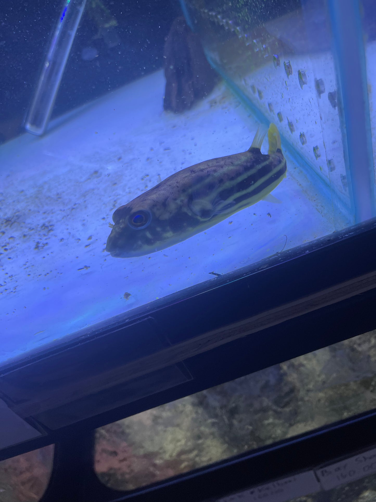 Fahaka Puffer