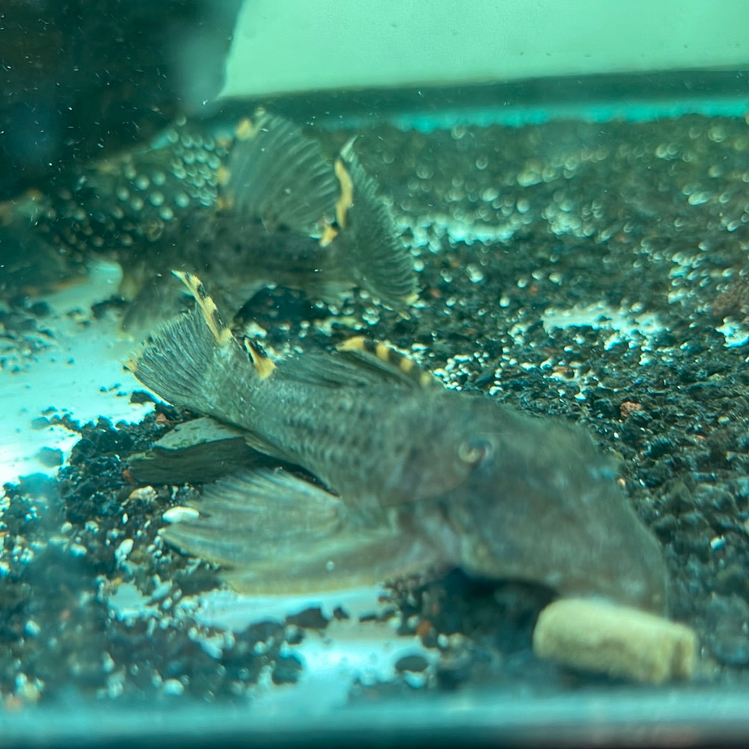 L091 Three Beacon Pleco