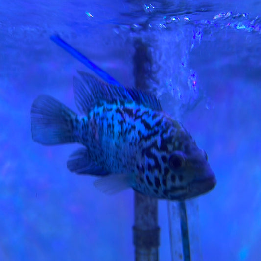 Cuban Cichlid (Nandopsis tetracanthus)