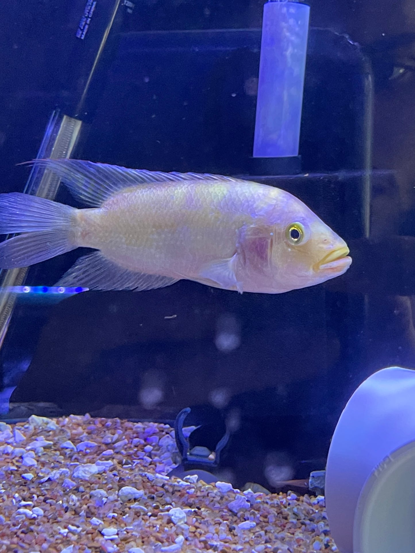 Pink Dempsey
