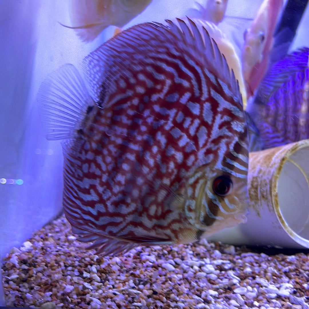 Red Turquoise Discus