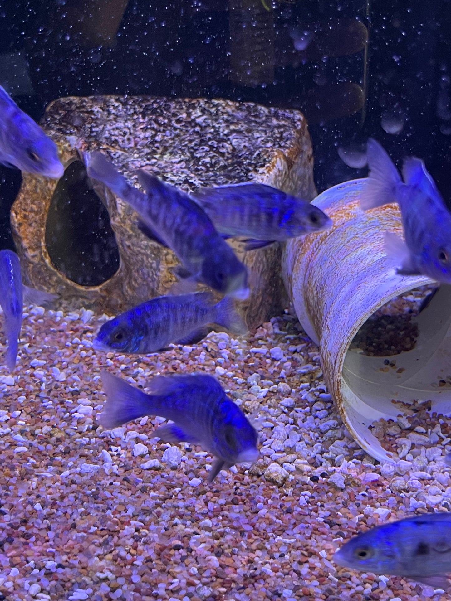 Mdoka White Lips (Placidochromis phenochilus)