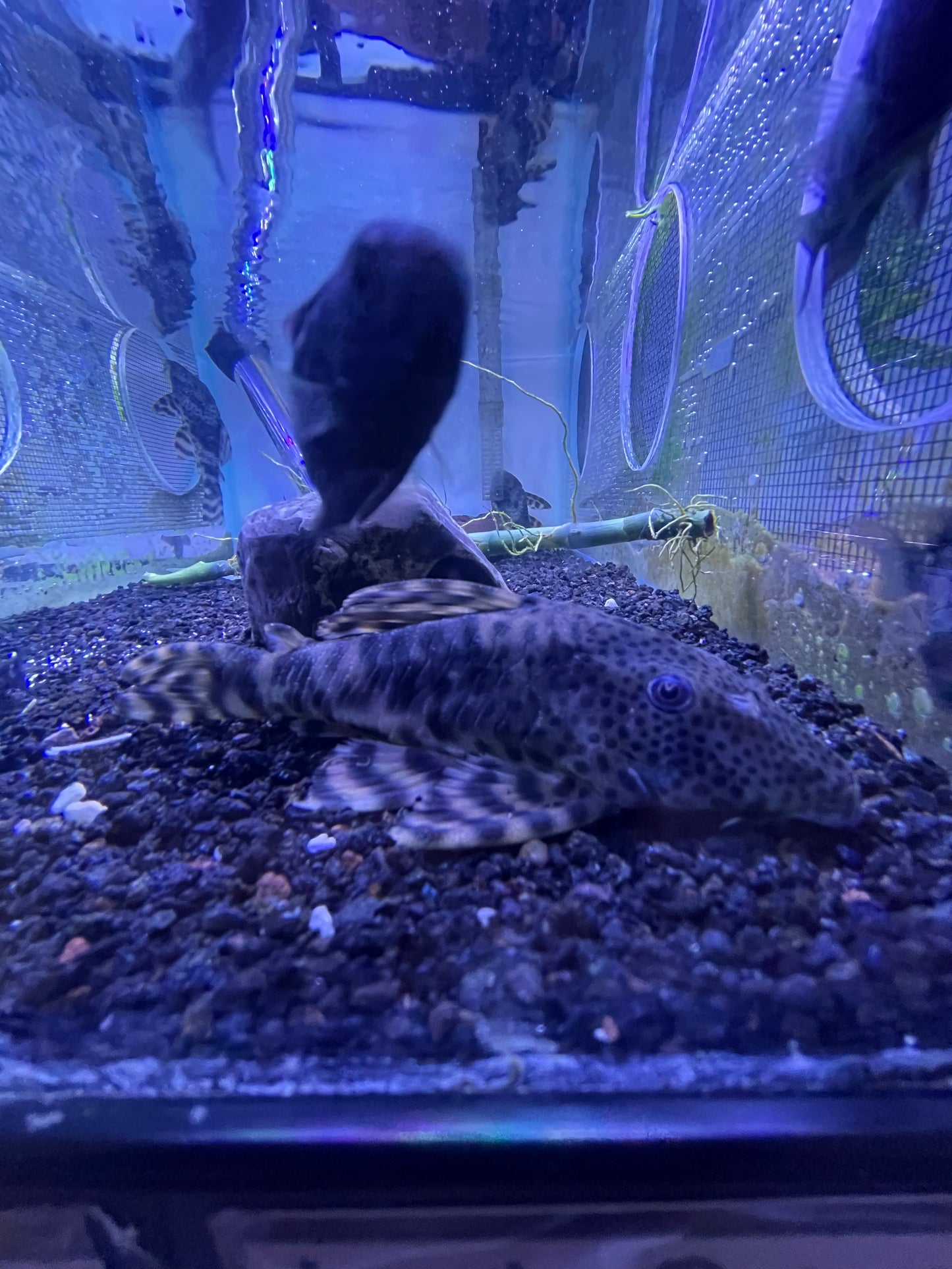 L205 Peckoltia sp