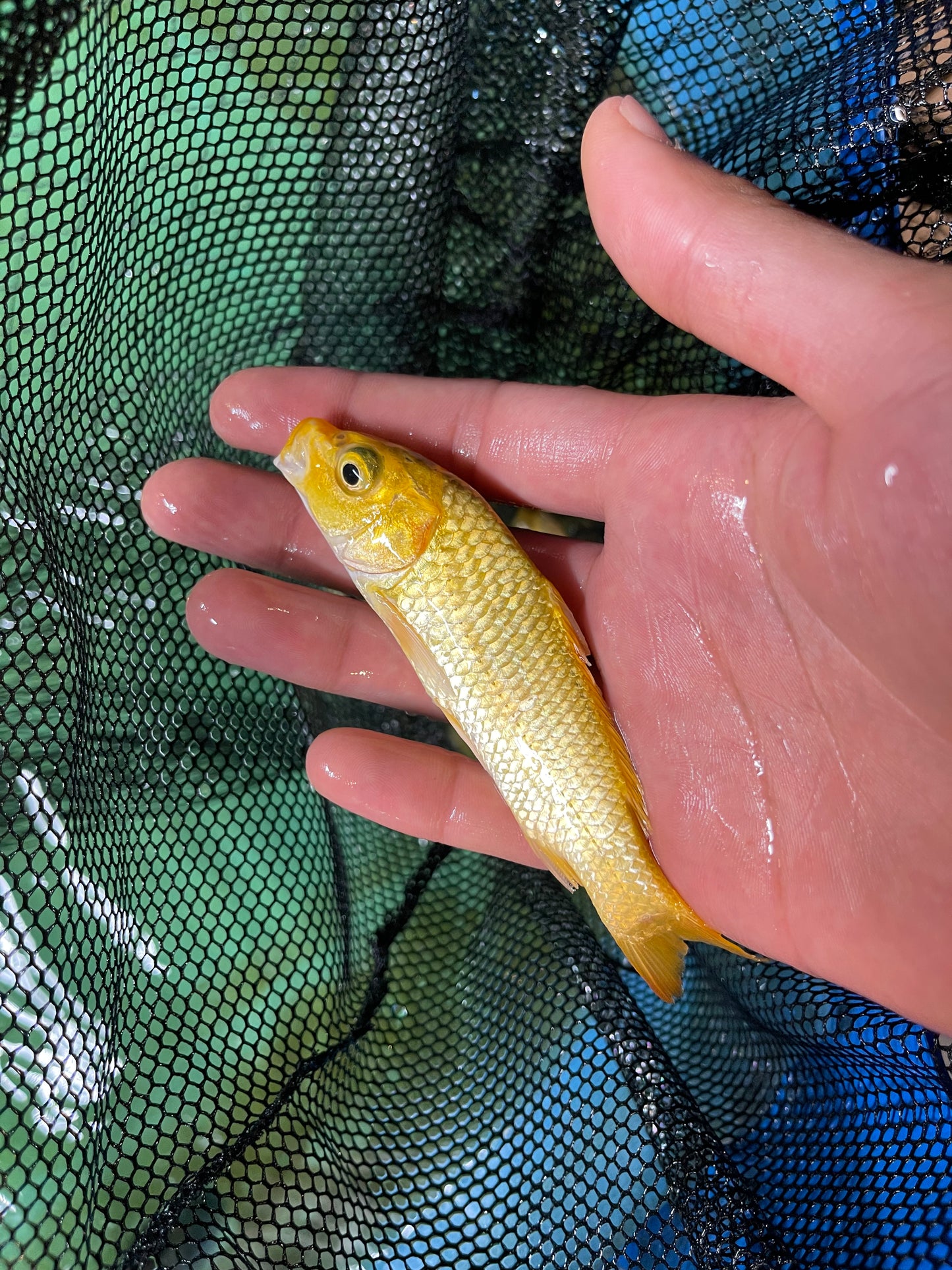 24k Gold Koi Japanese Import