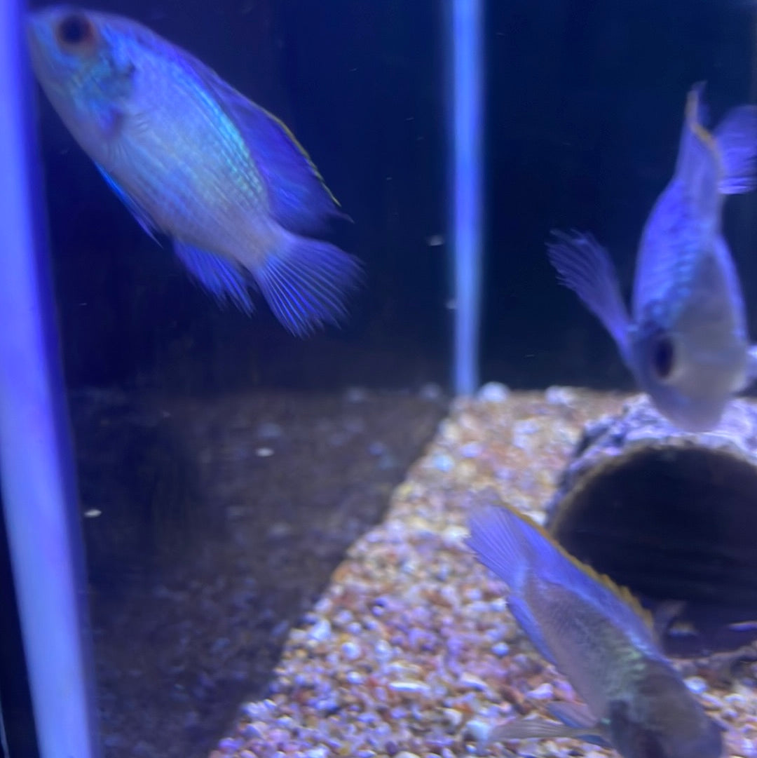Electric Blue Acara