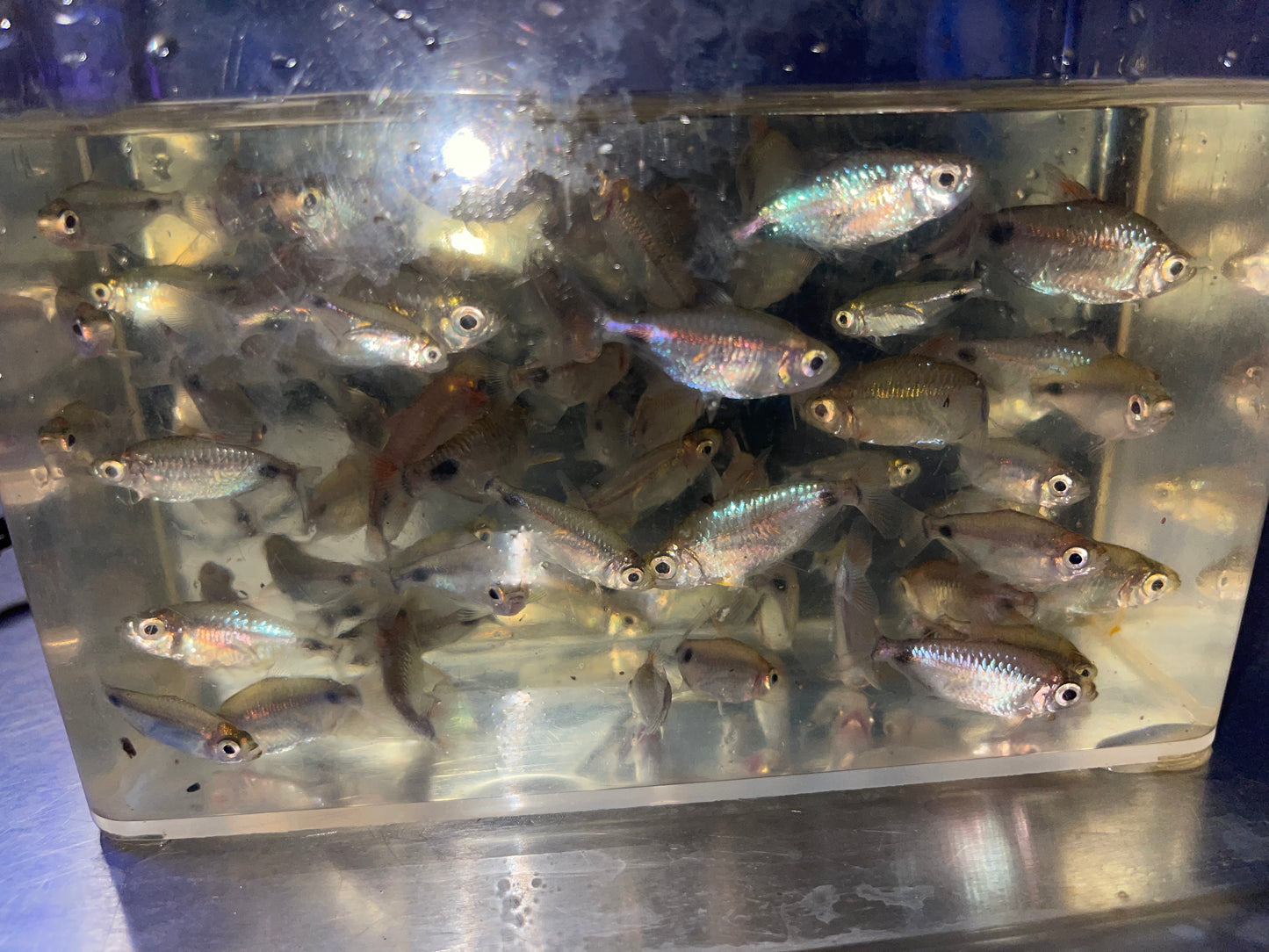 Rare African Moon Tetra