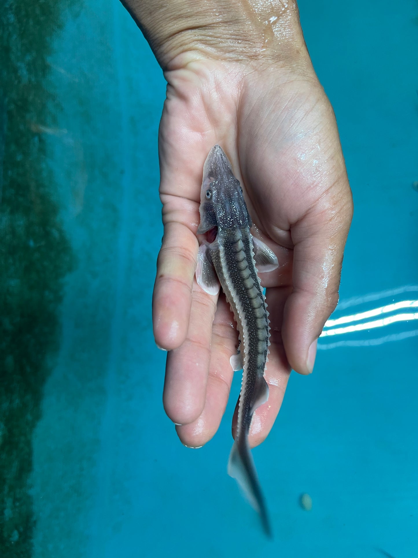 Diamondback Sturgeon (Acipenser Gueldenstaedtii)