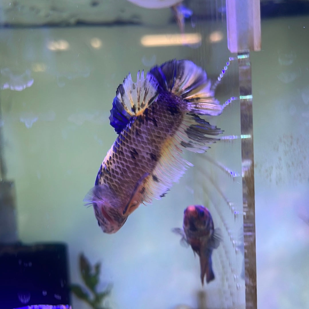 Female Koi Betta
