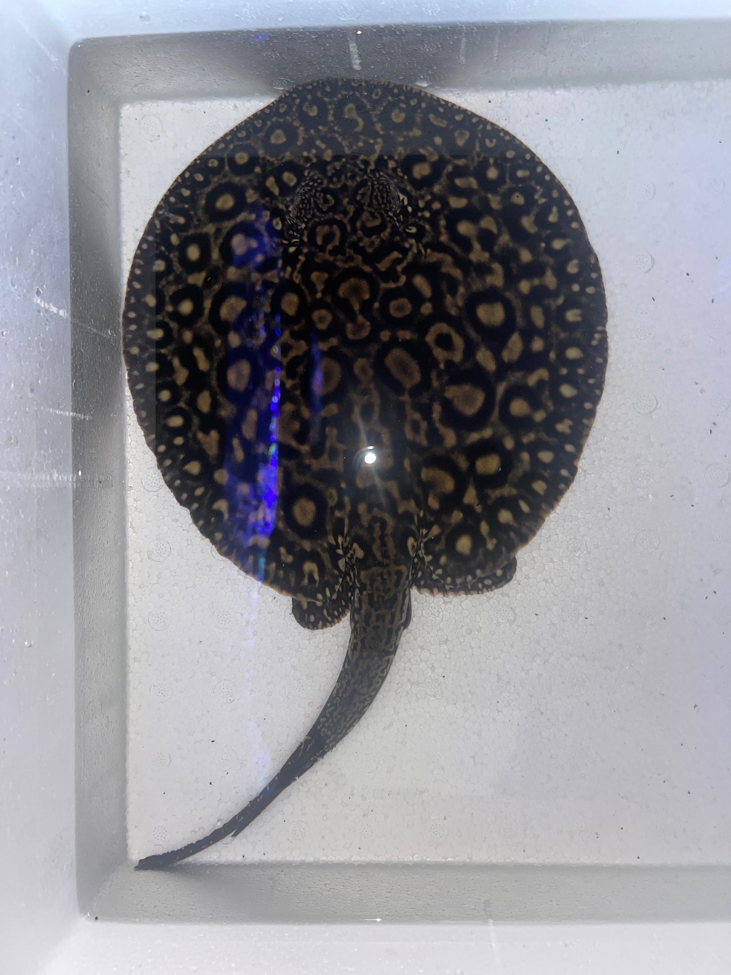 Black Diamond Pearl Hybrid