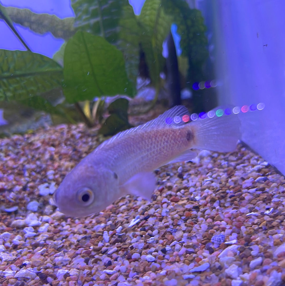 Climbing Perch