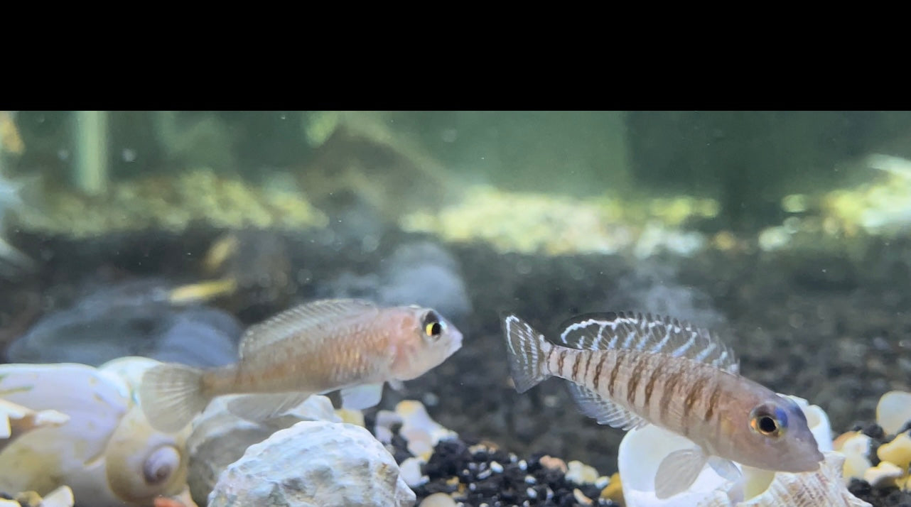 neolamprologus signatus
