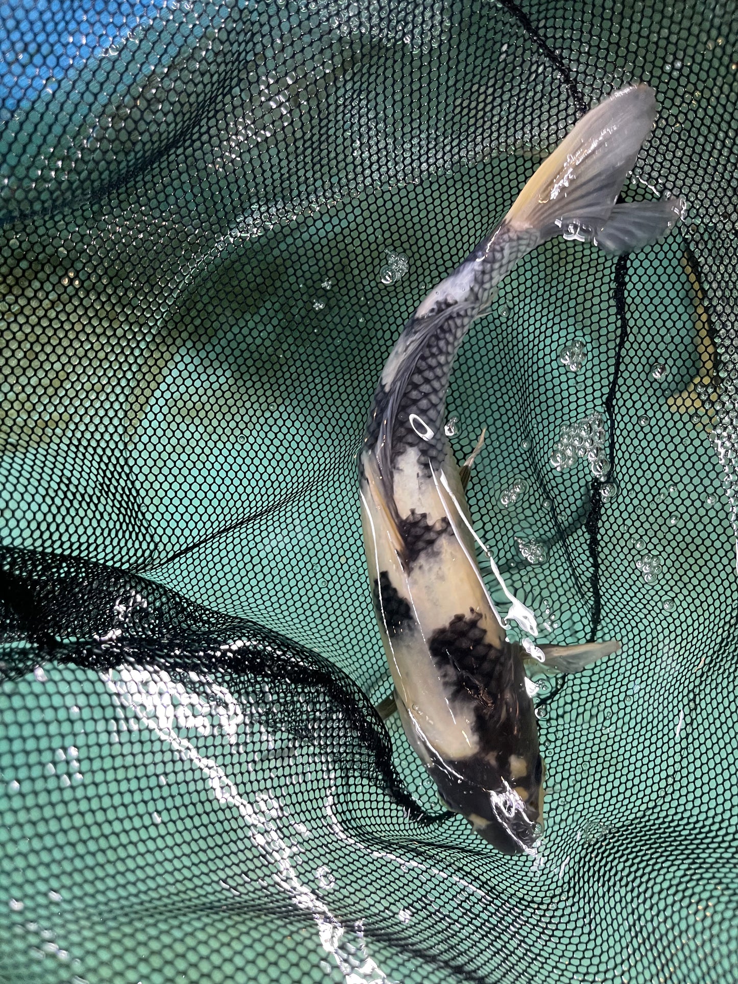 Chrome White Israeli Koi