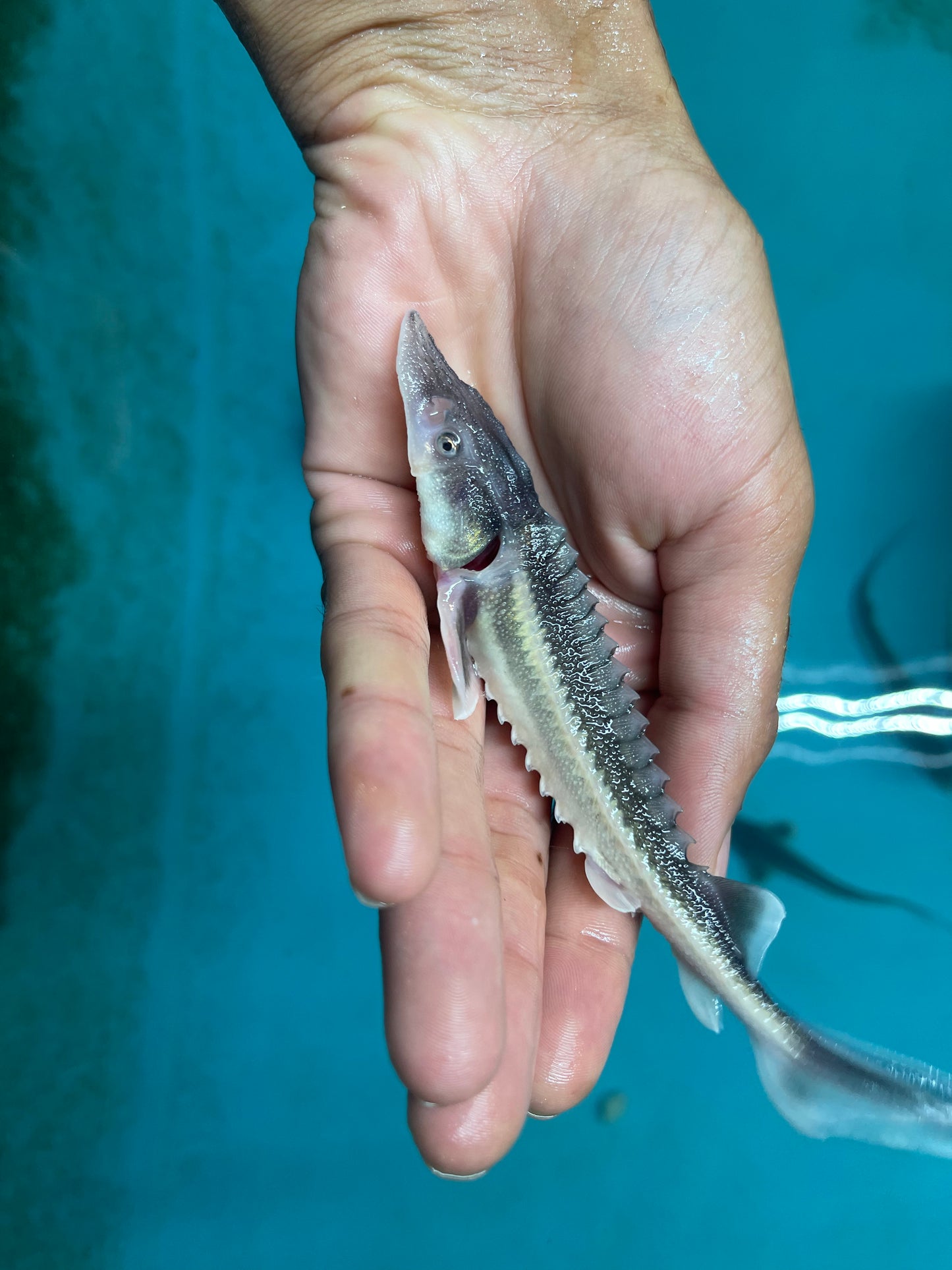 Diamondback Sturgeon (Acipenser Gueldenstaedtii)