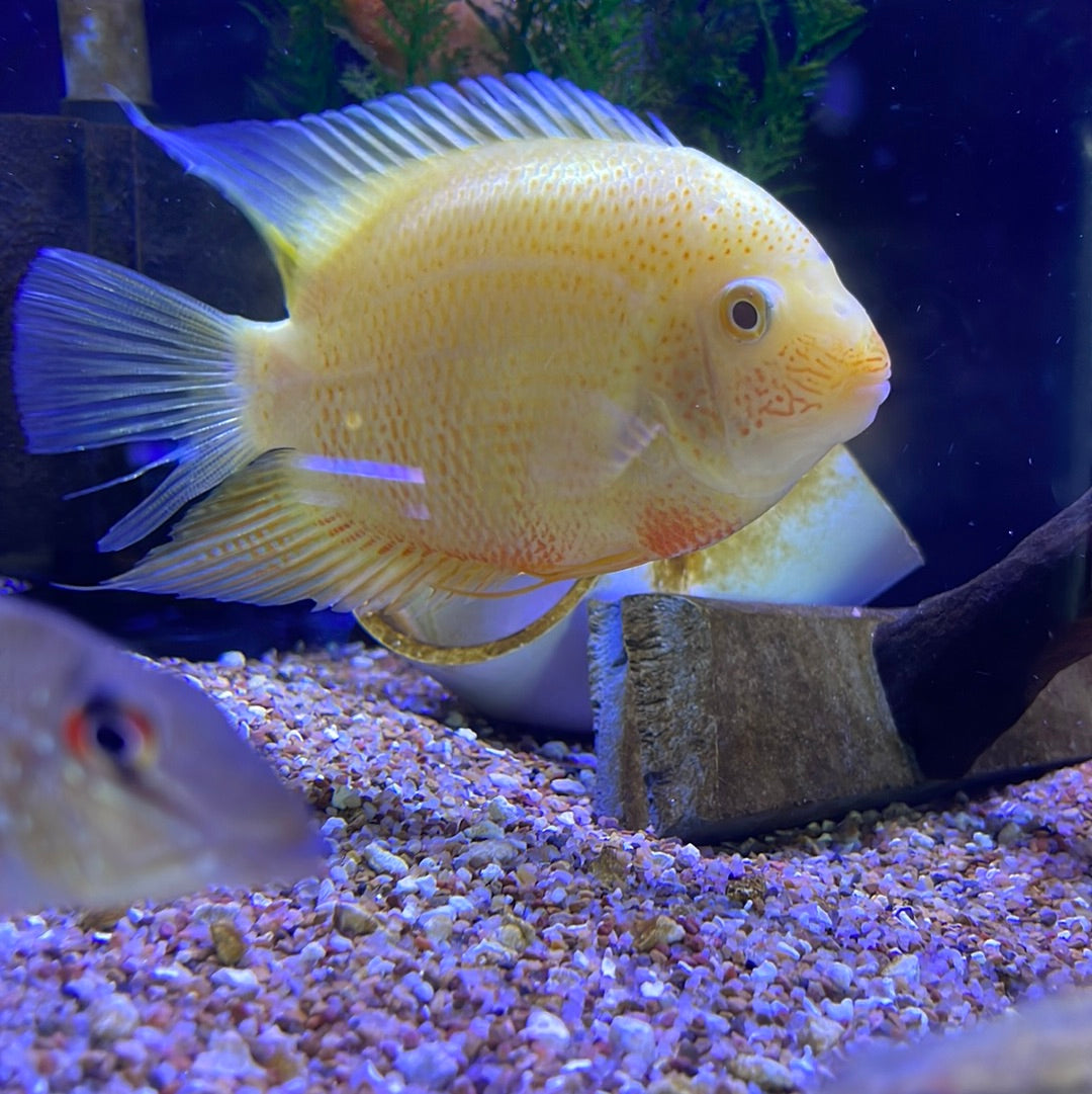 Gold/Red Severum