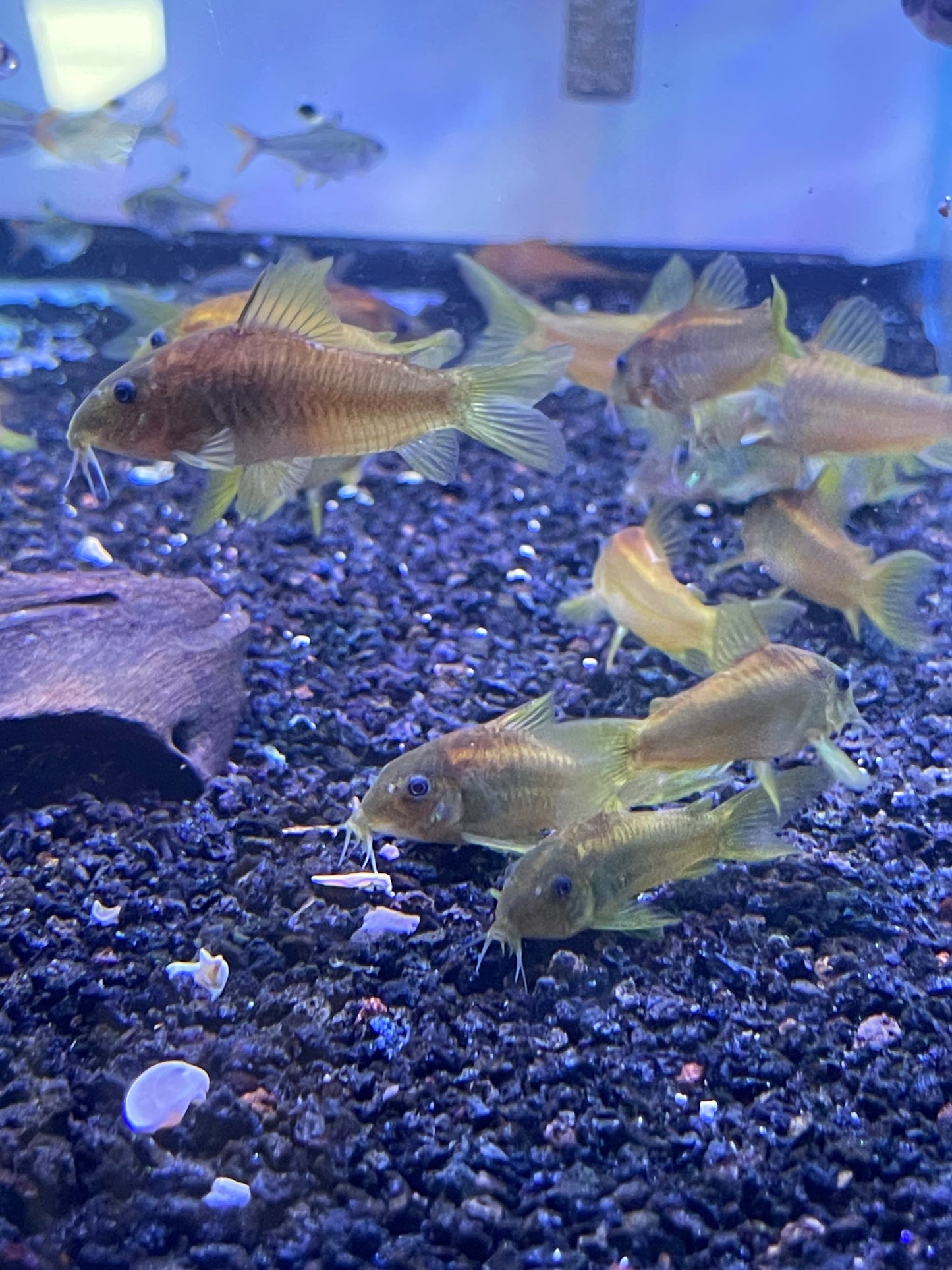 Gold lazer Cory