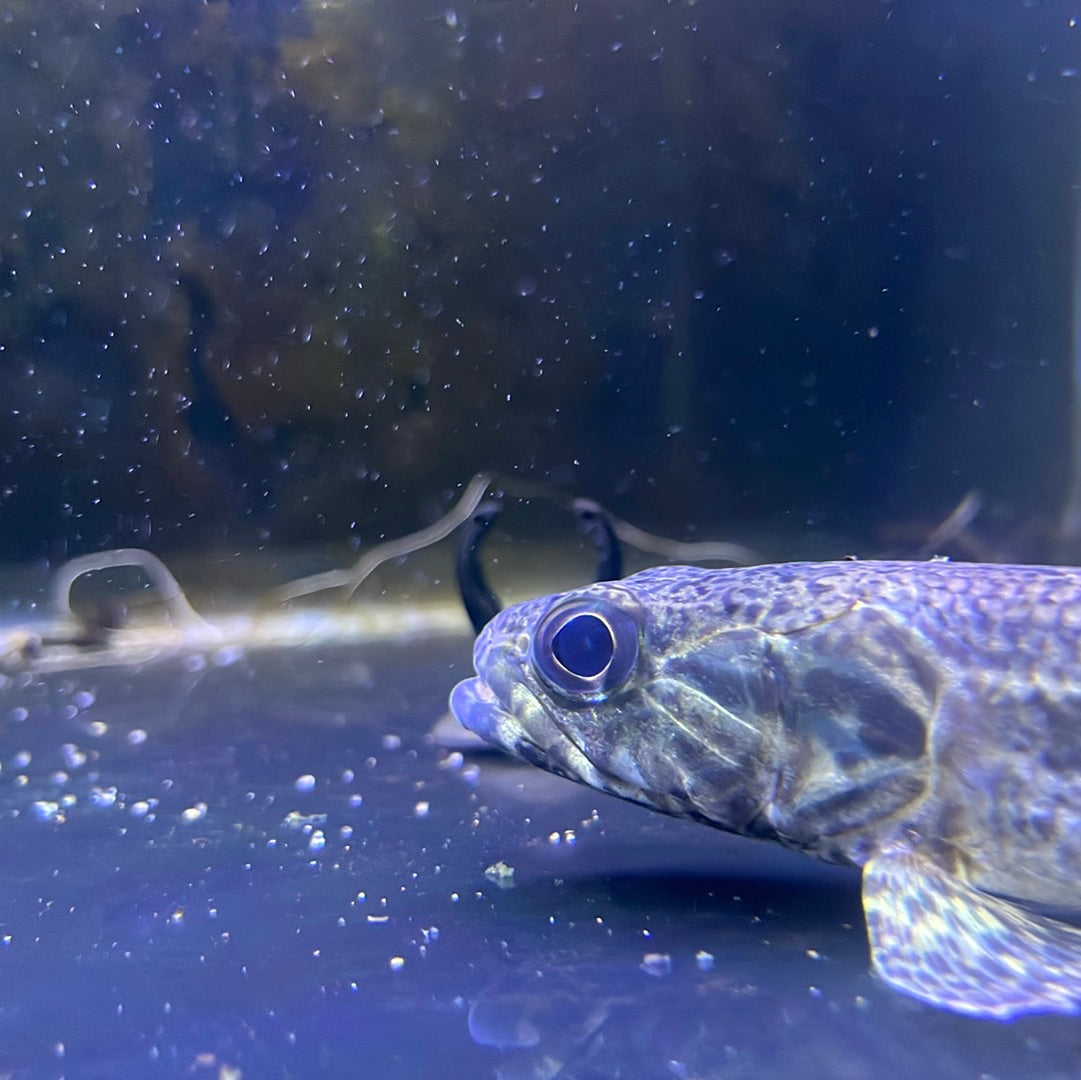 Hoplias aimara Wolf fish