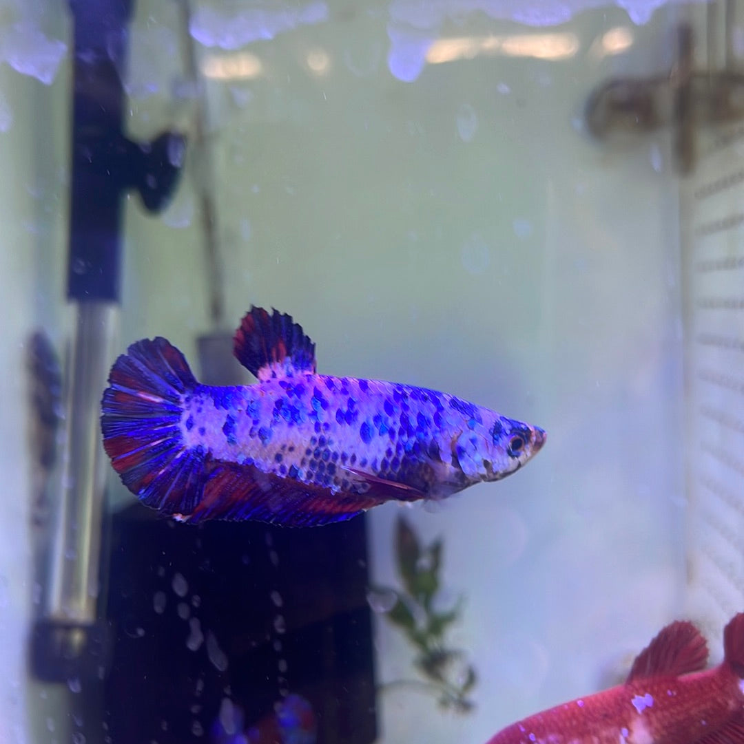 Female Koi Betta