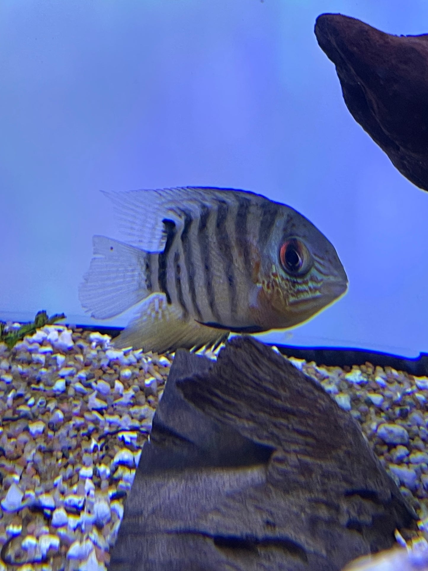 Tiger severum