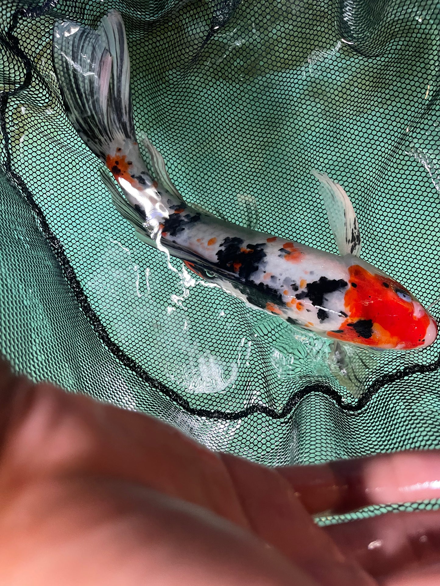 Butterfly Red/Orange Black White Japanese Koi