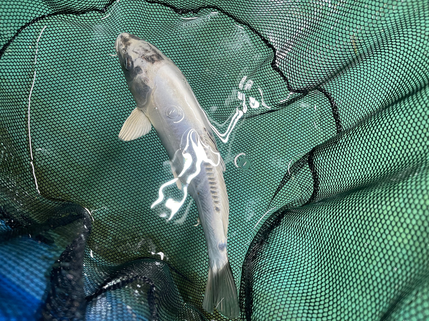 Smooth Skin White Chrome Israeli Koi