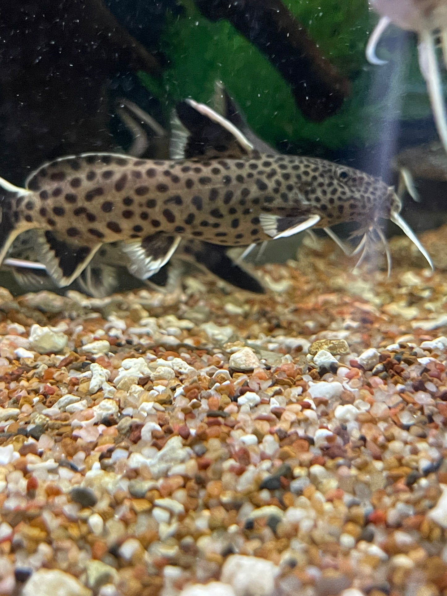 synodontis tanganicae