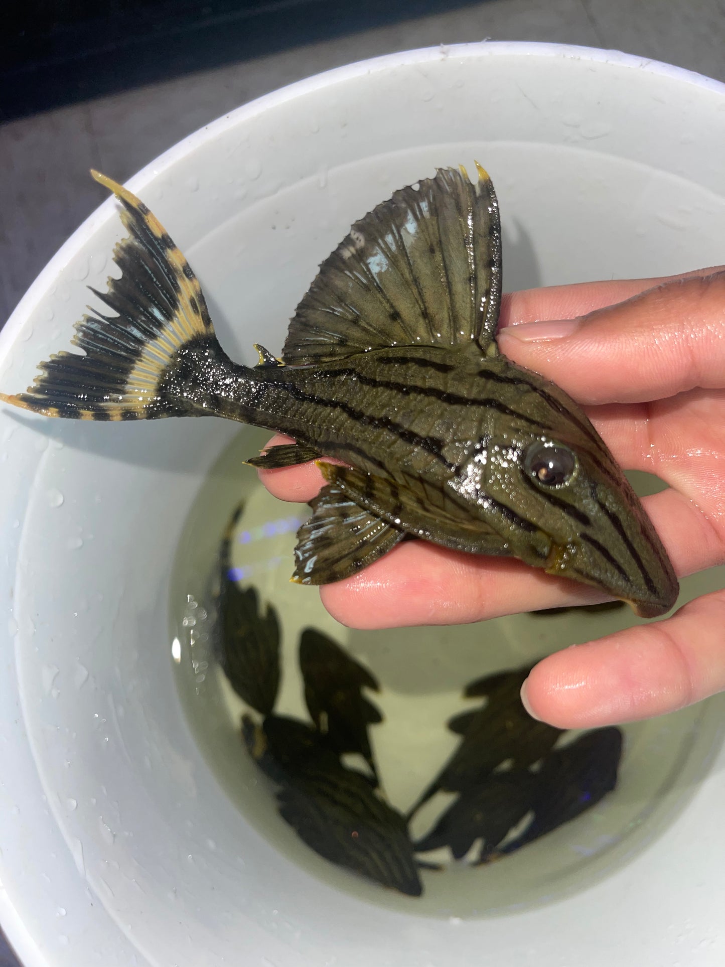 L191 Royal Pleco (Panaque cf. Nigrolineatus)