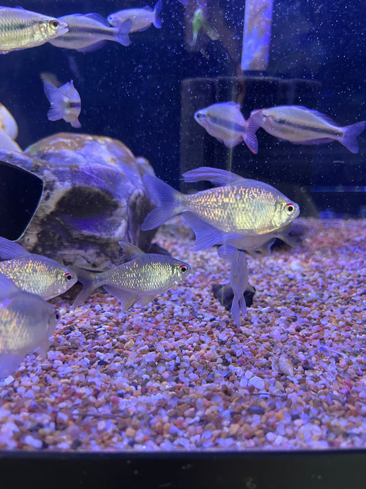 Jumbo Diamond Tetra (Moenkhausia pittieri)
