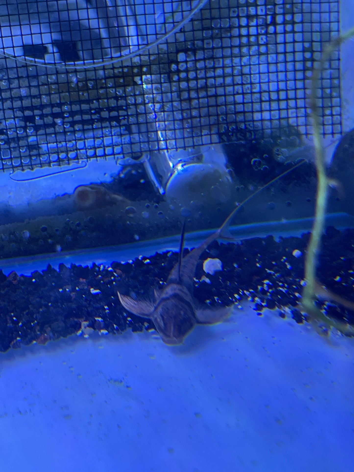 Royal Farlowella Catfish Lamontichthys Ilanero