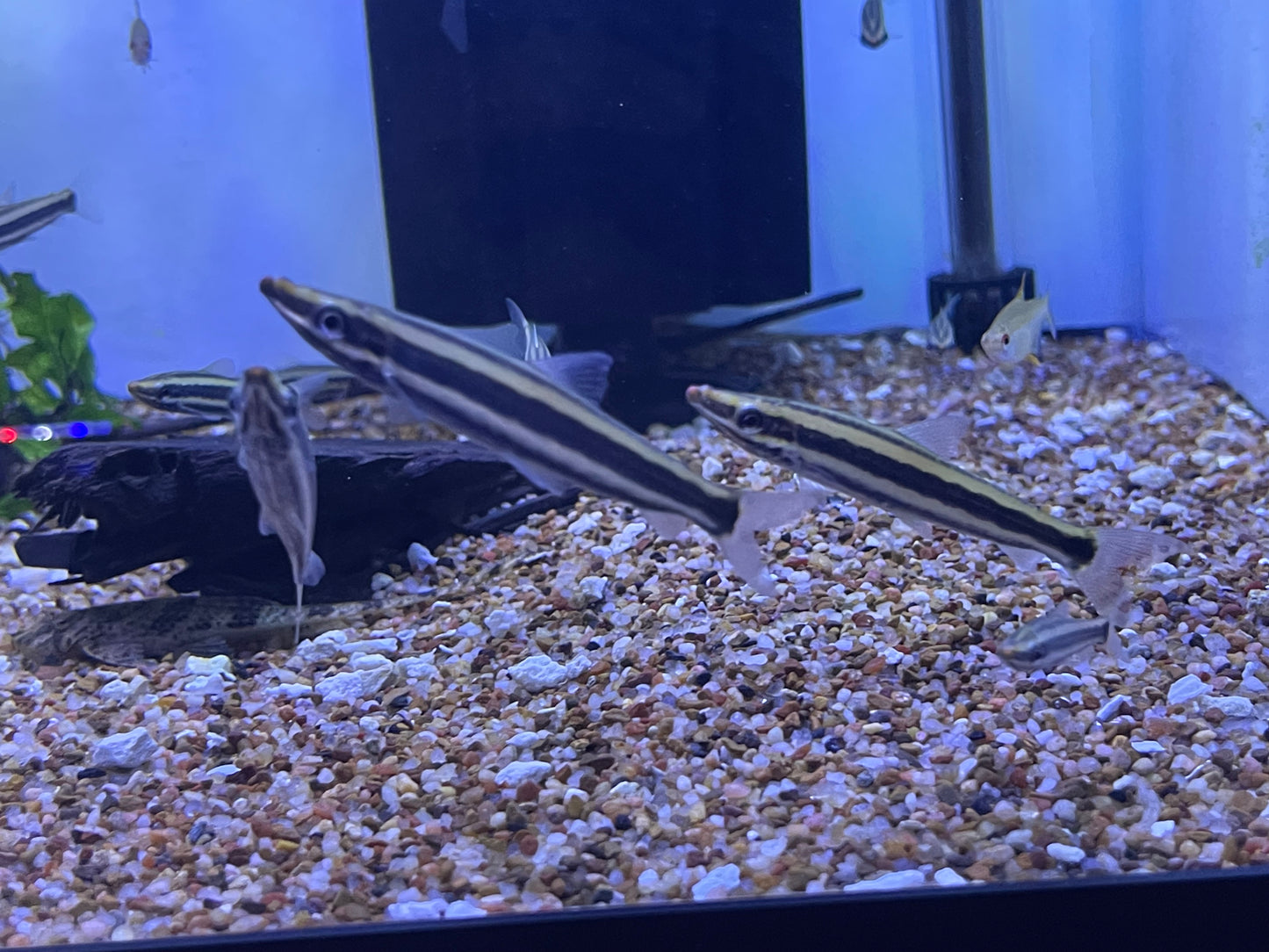 Anostomus Ternetzi