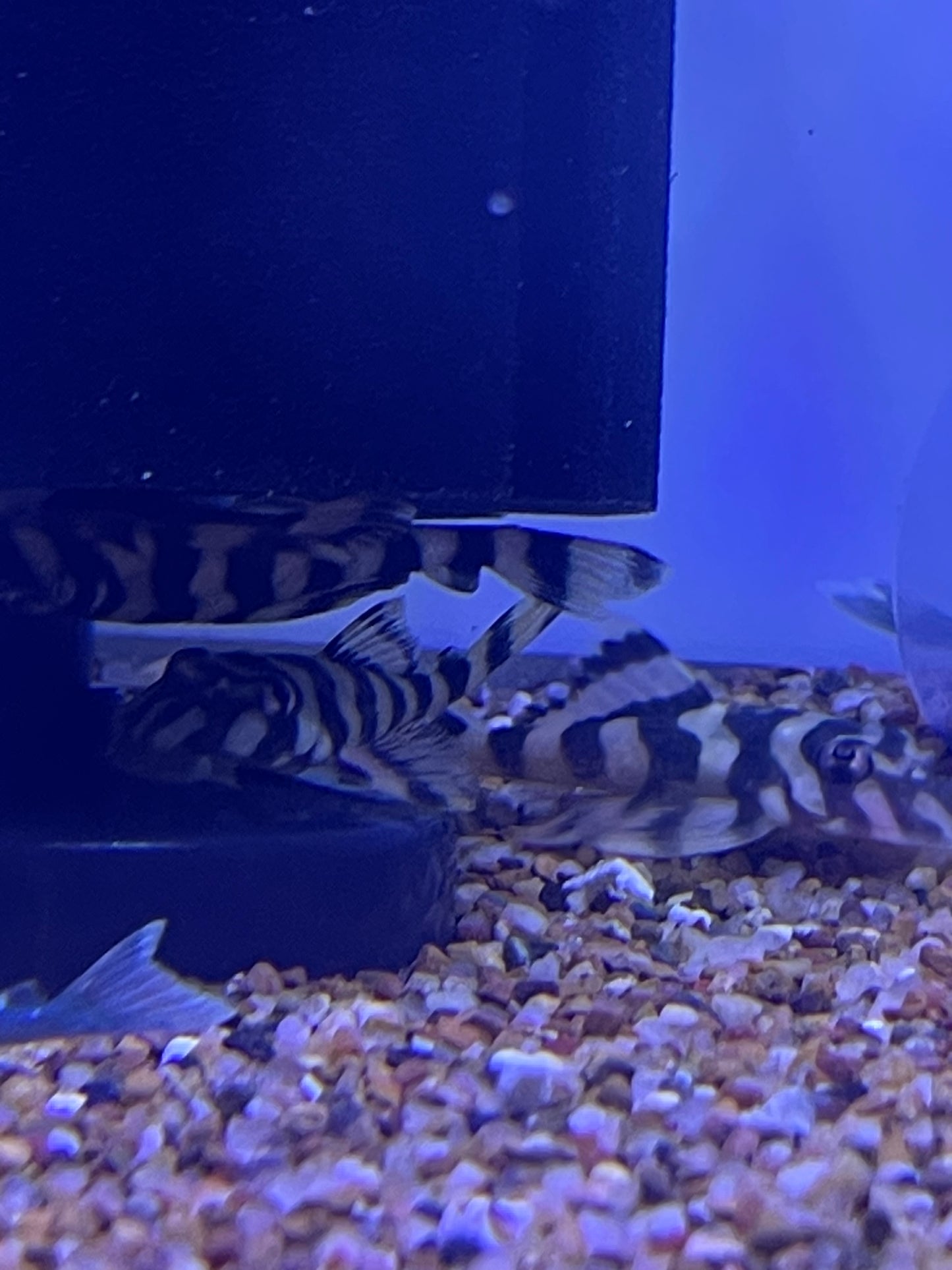 L052 Butterfly Pleco