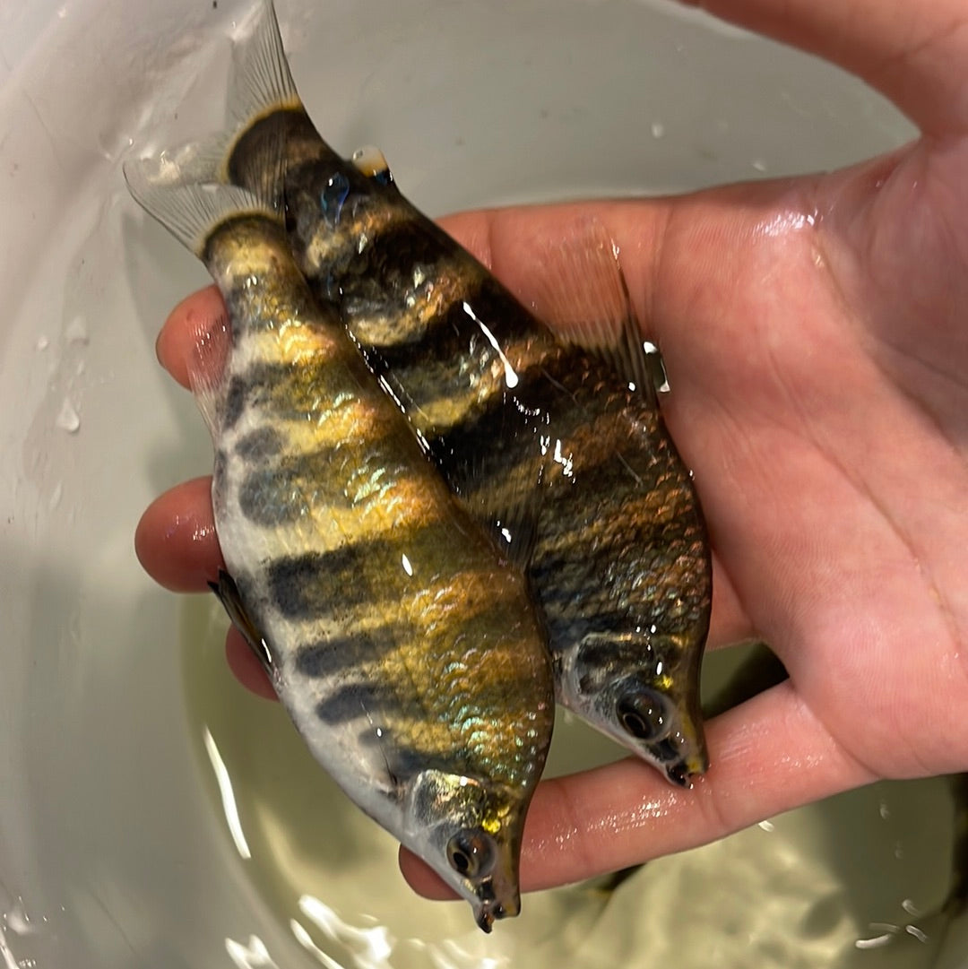 Abramites Hypselontus Marbled Headstander