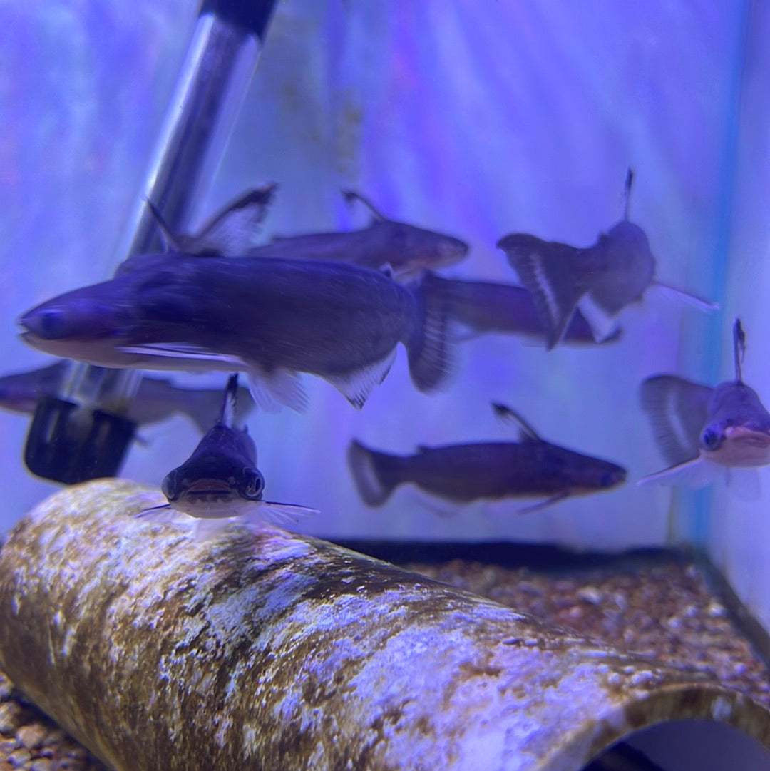 Midnight/Zamora Cunchi Catfish (Auchenipterichthys coracoideus)