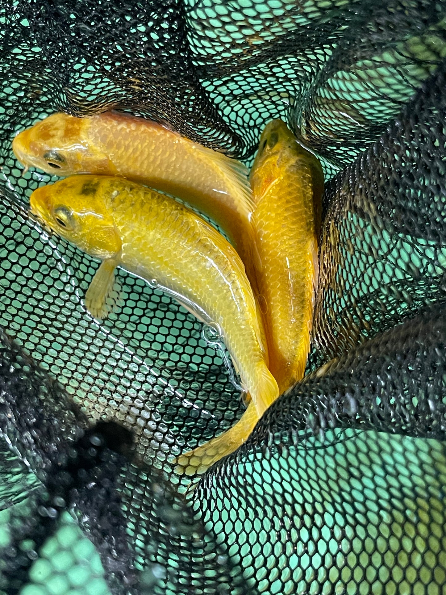 24k Gold Koi Japanese Import
