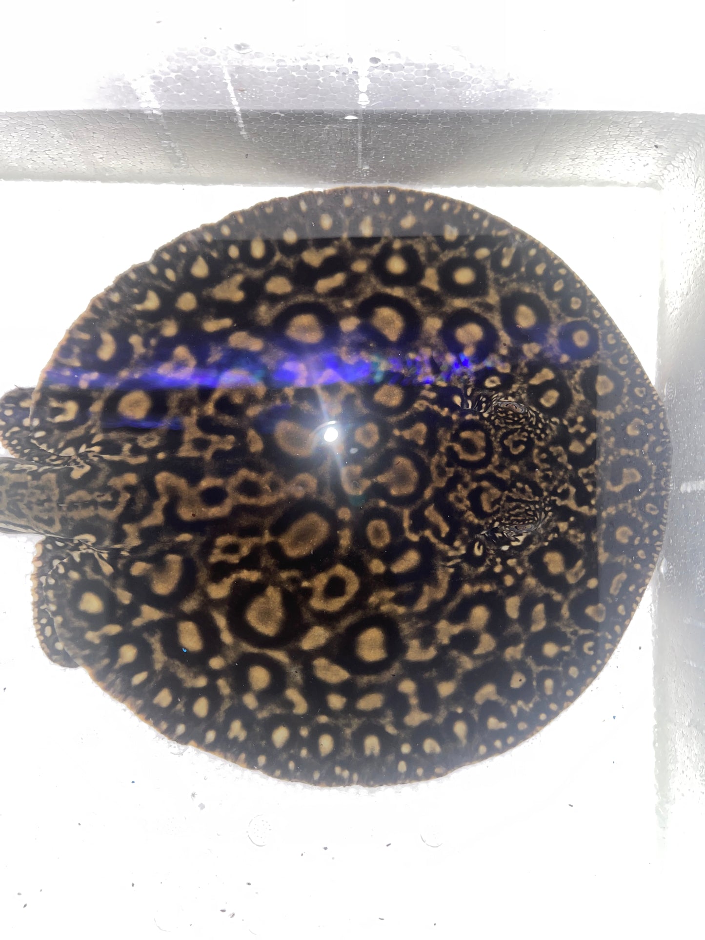 Black Diamond Pearl Hybrid
