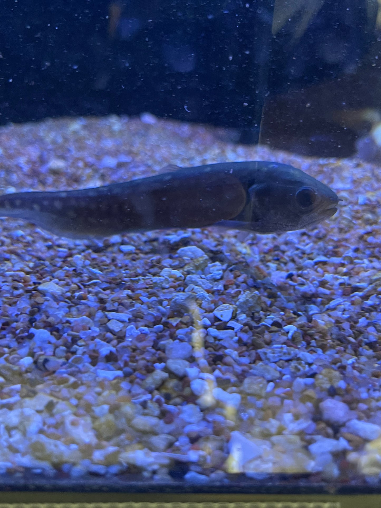 Pom Pom Knifefish (Papyrocranus afer)