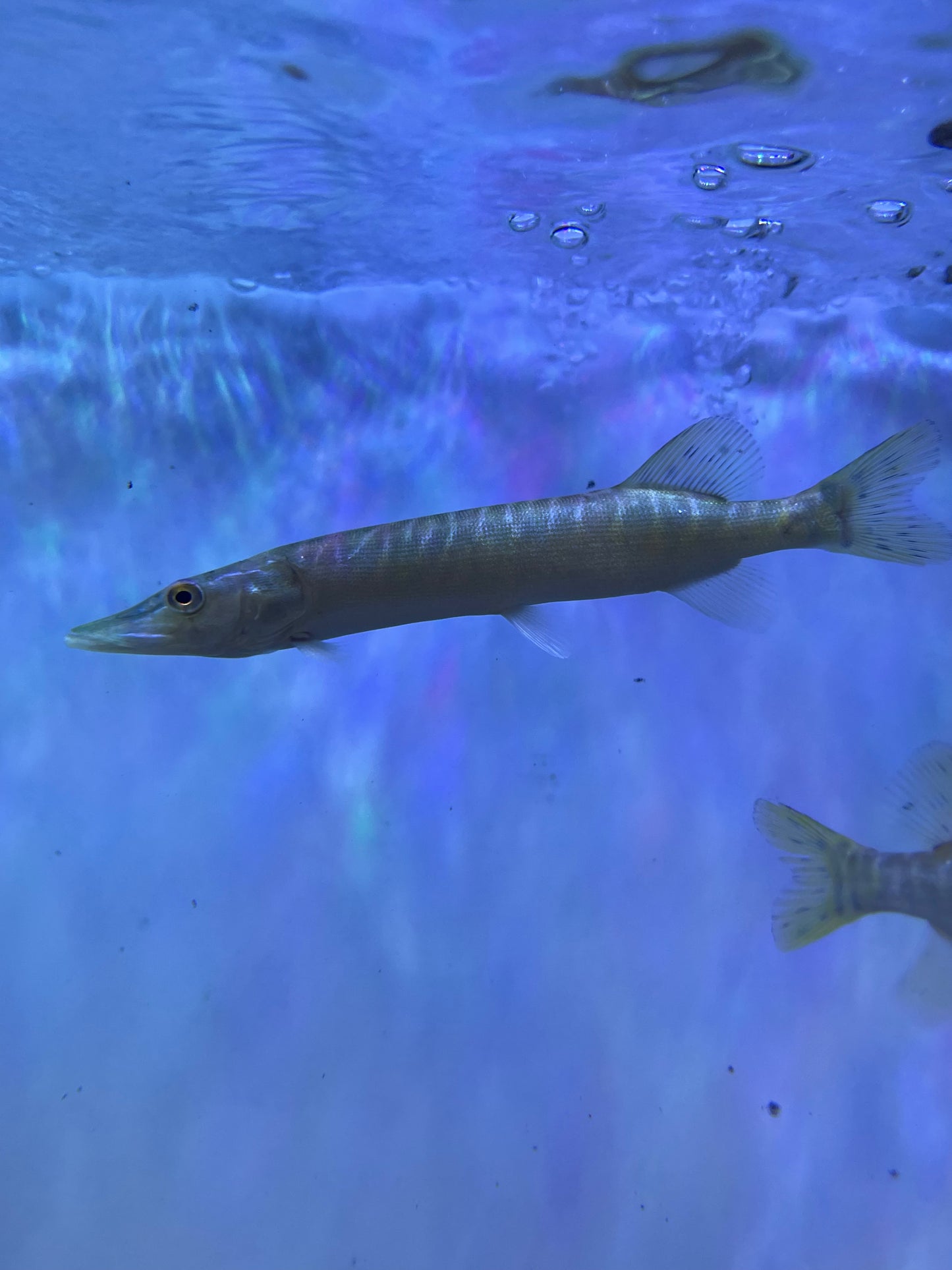 Northern Pike (Esox Lucius)