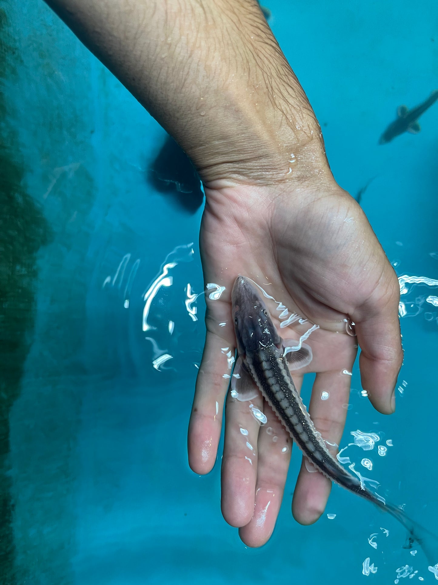 Diamondback Sturgeon (Acipenser Gueldenstaedtii)