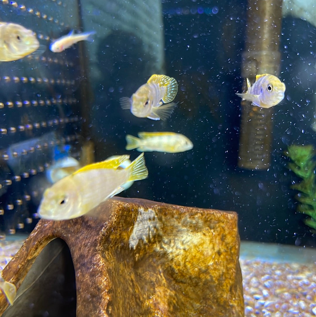 Labidochromis sp Perlmutt